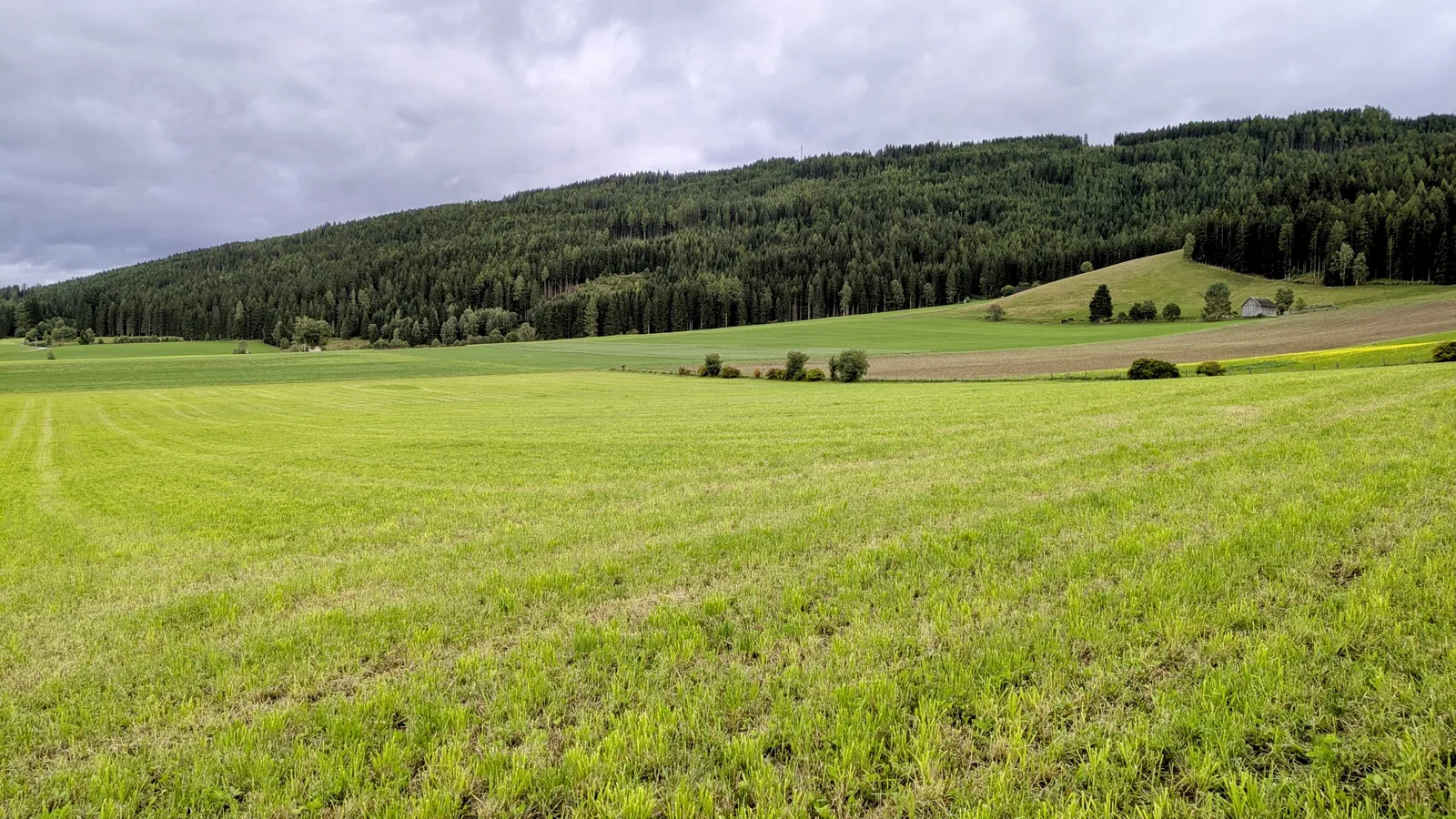 Open green meadow with forest and low mountains