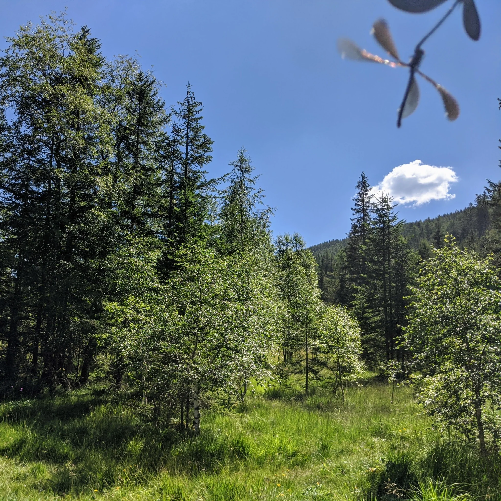 Sunny woodland and meadow near Prebersee in Lungau.