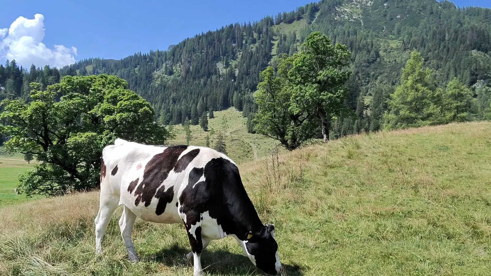 A black-and-white cow grazing on an alpine pasture with maple trees and a forested peak behind, on the Alles Alm trail near Gnadenalm.