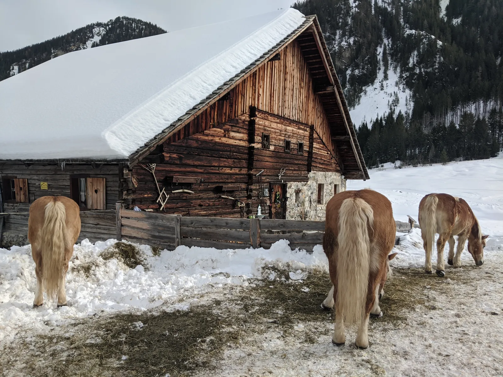 Horses standing near a wooden barn in deep snow