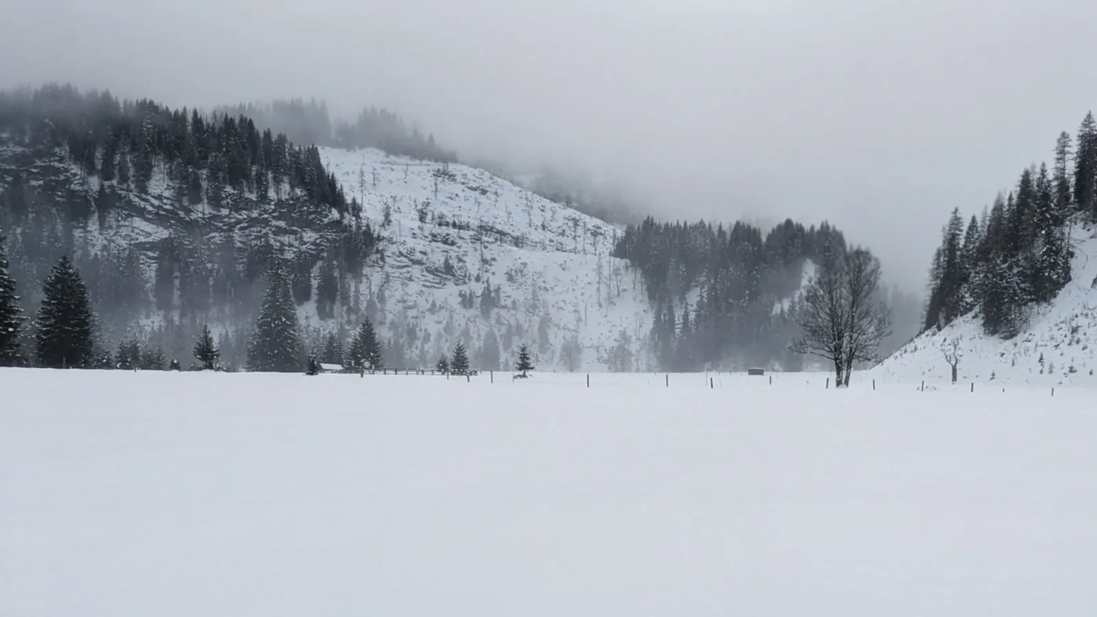 Misty snowy field and forested ski slopes